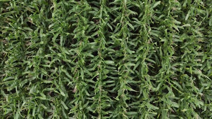 Top down drone aerial looking straight down close to green corn plants while moving backward over crop rows in a farm field in Manitoba, Canada.