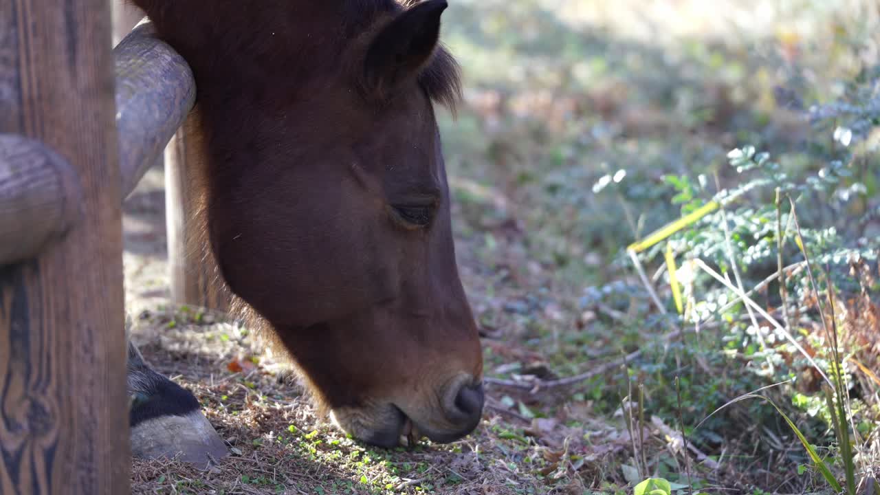 Foto retroilluminata di un cavallo che mangia l'erba nella stalla