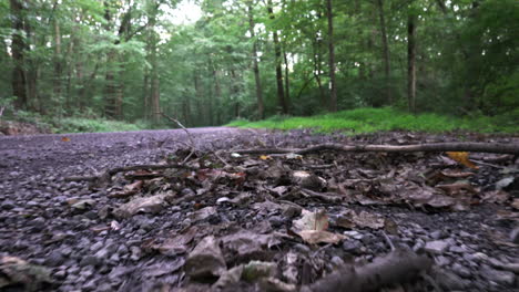 An-insects-perspective-of-moving-along-the-ground