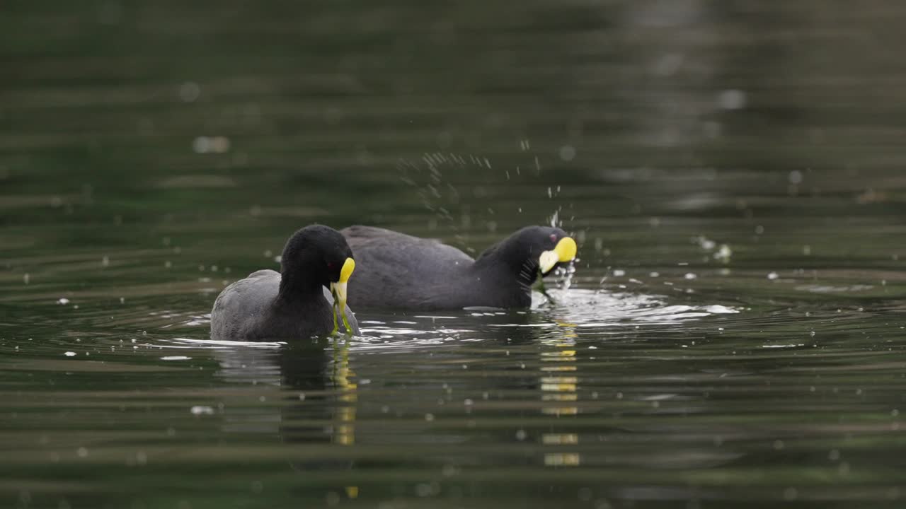 pareja de lindas fochas rojas comiendo plantas submarinas del lago en la naturaleza, de cerca