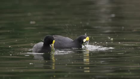 Ein-Paar-Süße-Blässhühner-Mit-Rotem-Strumpfband-Fressen-Unterwasserpflanzen-Des-Sees-In-Der-Natur,-Aus-Nächster-Nähe