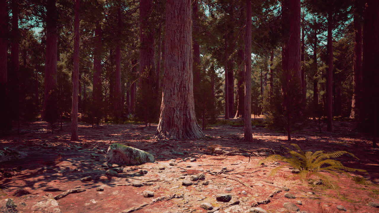 두꺼운 숲 속 의 키가 큰 나무