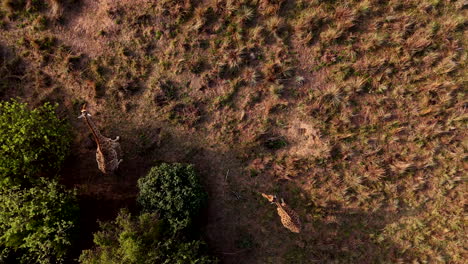 vista aérea superior de las jirafas africanas al atardecer mientras uno se aleja con una larga sombra