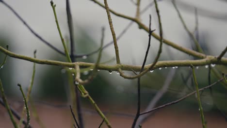 Gotas-De-Agua-En-Las-Ramas-De-Los-árboles-Durante-El-Día-Lluvioso,-Cierren-Los-Detalles-En-Cámara-Lenta