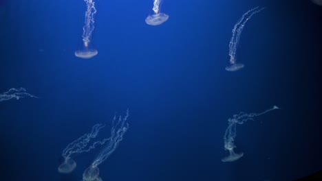 Löwenmähnenquallen-Schwimmen-In-Einem-Schaubecken-Im-Vergnügungs--Und-Tierthemenpark-Ocean-Park-In-Hongkong