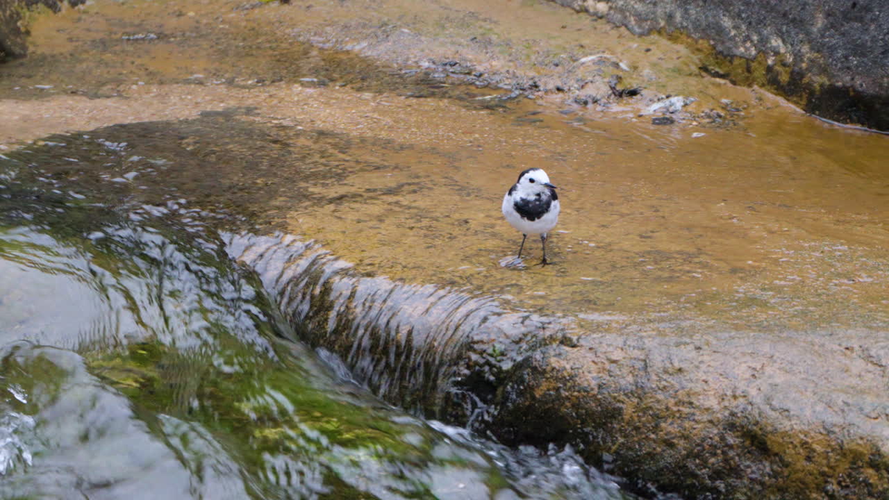 Black-backed Wagtail Motacilla Alba Bird Eating Green Algae in Shallow Running Creek Water Flow at South Korea
