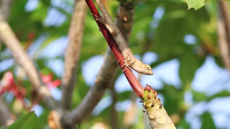 lizard ascending diagonally on a blooming branch