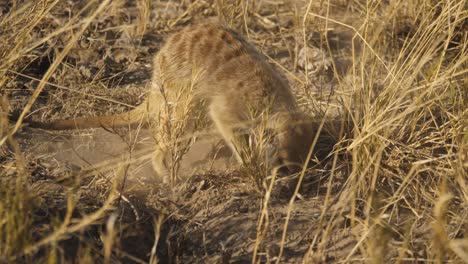 Una-Pequeña-Suricata-Marrón-Cavando-Furiosamente-Agujeros-En-El-Suelo-Seco-En-Busca-De-Comida-Durante-La-Estación-Seca-En-La-Sartén-Makgadikgadi-En-Botswana