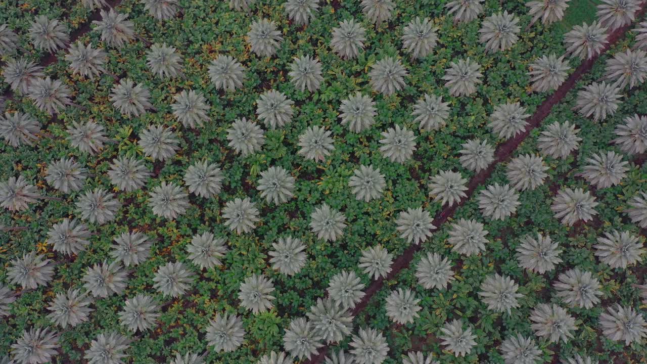 vista aérea de arriba hacia abajo de la plantación de palmeras datileras en khairpur