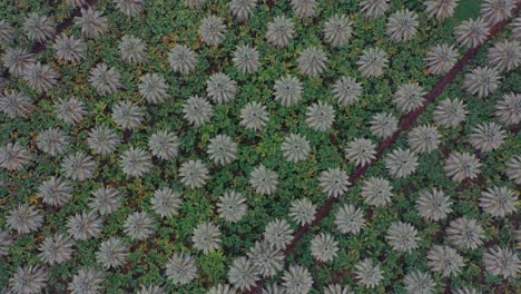 Top-Down-Aerial-View-Of-Date-Palm-Plantation-In-Khairpur