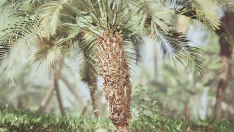 palm trees in a tropical forest