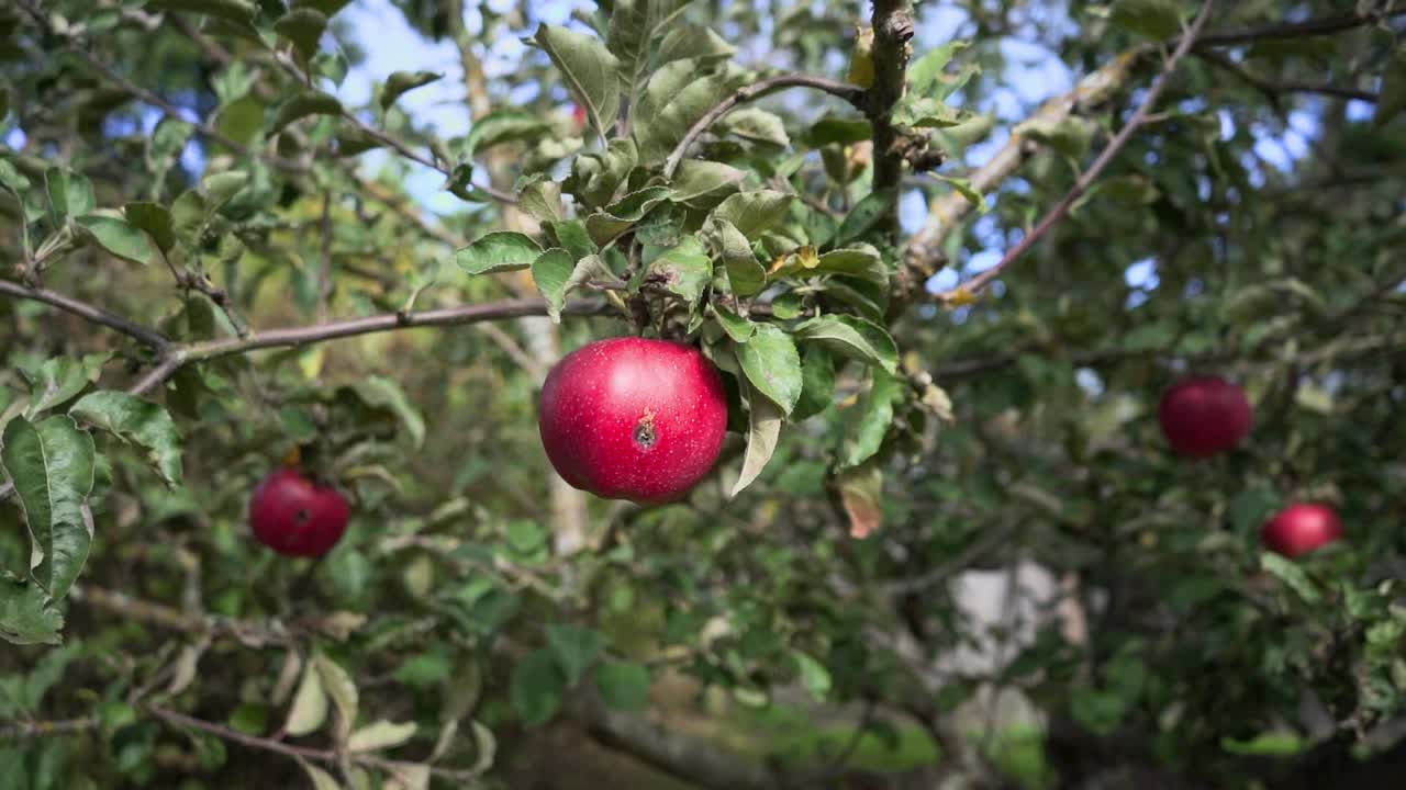 manzana roja enferma en la rama