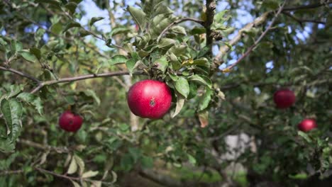 diseased red apple on the branch