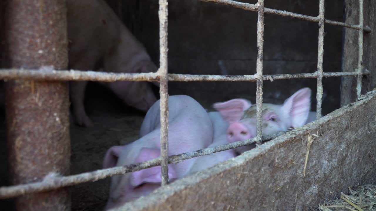 돼지집에 있는 어린 고기