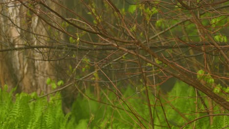 El-Pájaro-Wren-De-La-Casa-Vuela-Lejos-De-La-Rama-Del-árbol,-Fondo-Del-Bosque