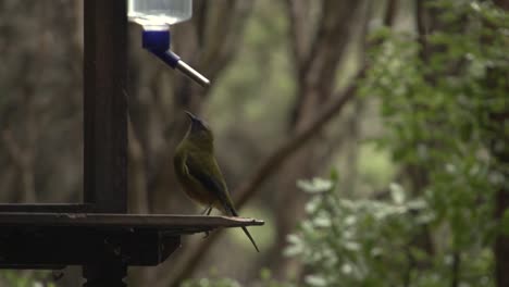 Little-black-bird-is-drinking-from-the-special-bottle