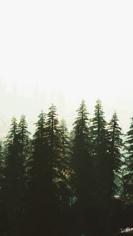 misty forest scene