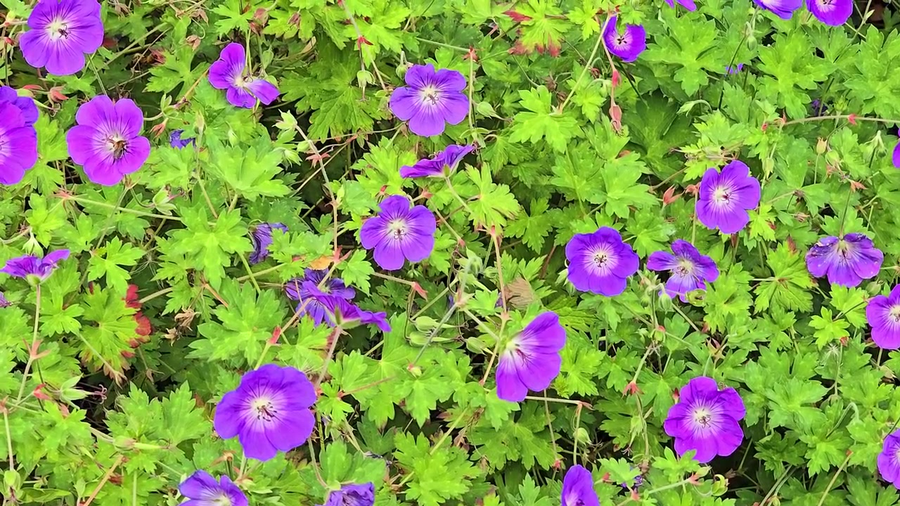 Beautiful purple geranium rozanne flowers swaying gently in a summer garden breeze