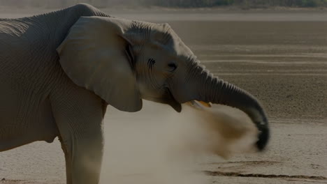 elephant kicking up dust in a dry desert landscape