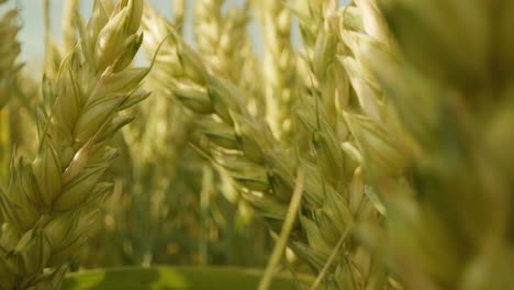 camera dollies into a green wheat field