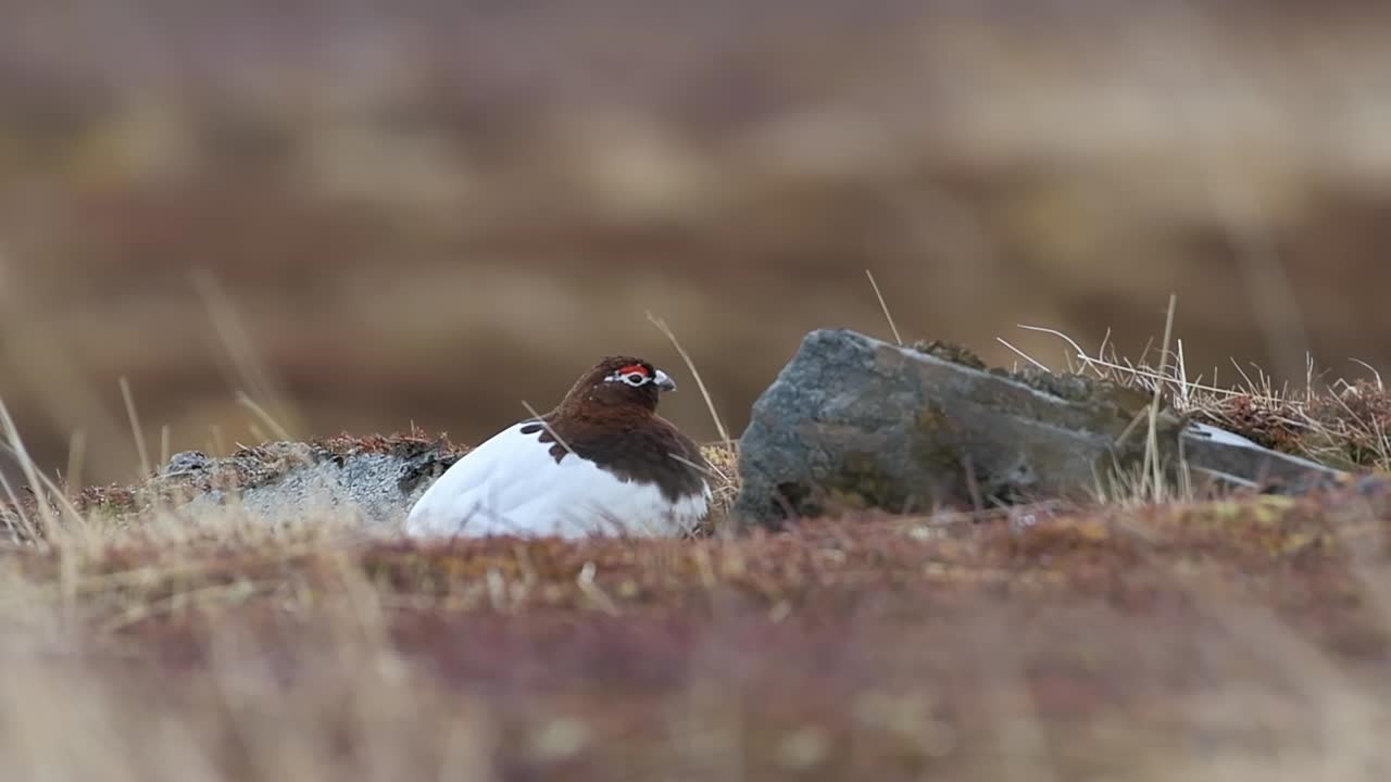 Fjeldrype i det nordnorske tundralandskab