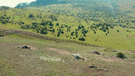 Aerial-shot-circling-around-a-ranch-with-a-group-of-sleeping-cows-on-a-hot-day