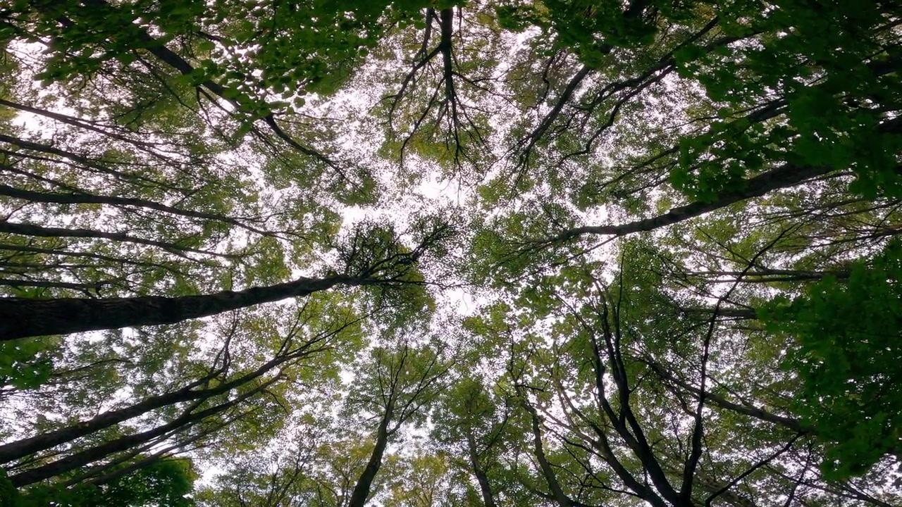 Upward view dense green forest canopy branching trees and pale sky between leaves for ecology nature background mindfulness and outdoor woodland visuals