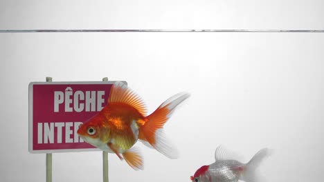 goldfish swimming in front of a no fishing sign in french