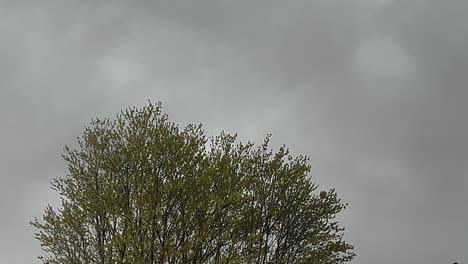 Nubes-De-Tormenta-Sobre-La-Copa-Del-árbol