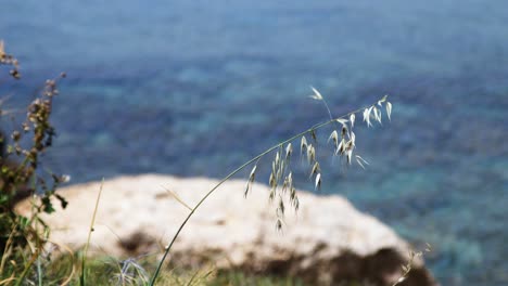 Ein-Grashalm,-Der-Auf-Einem-Hügel-Am-Meer-Im-Wind-Wiegt