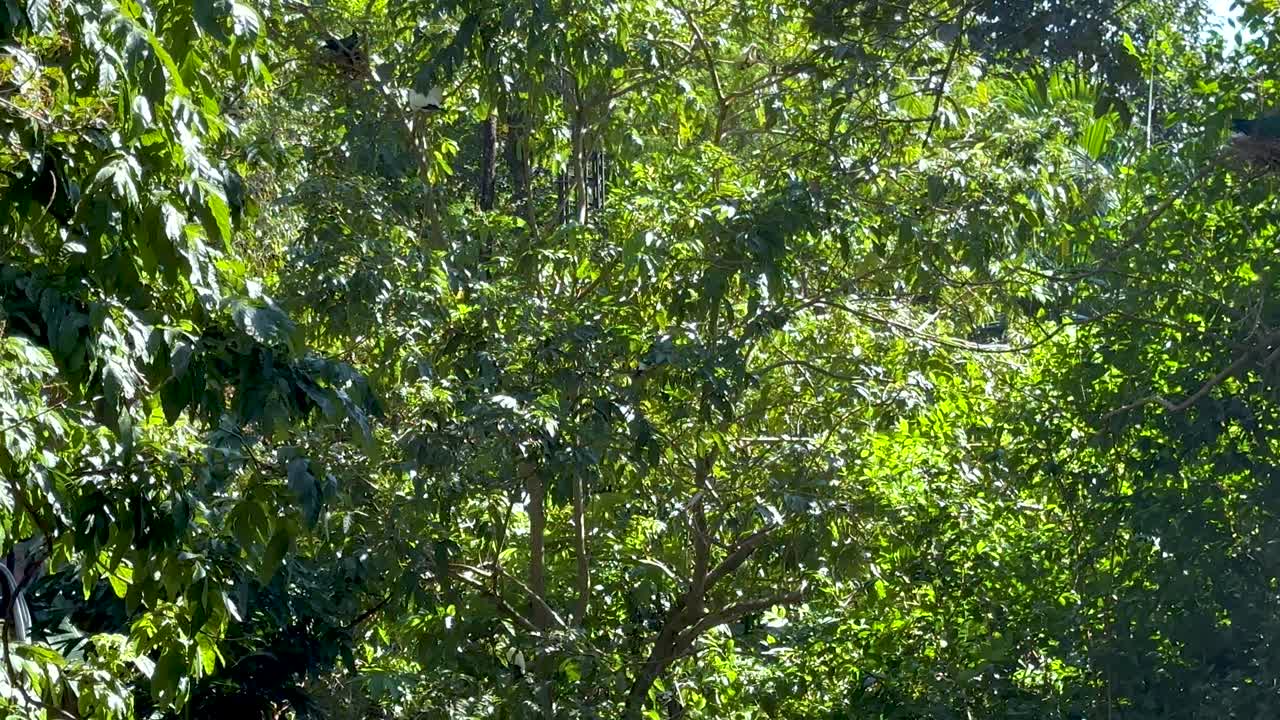 Dense foliage and trees in a serene setting