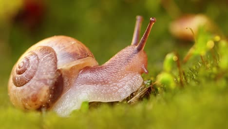 Close-up of a snail slowly creeping in the sunset sunlight.