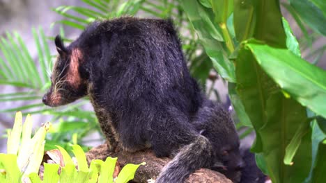 Exotic-bearcat,-arctictis-binturong-with-bristly-hairs-perching-and-turning-around-on-tree-log-in-bright-daylight-in-its-natural-habitat,-close-up-shot