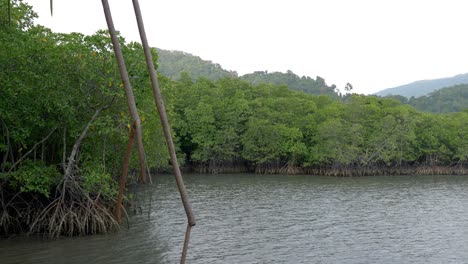 Weitwinkelaufnahme-Eines-Von-Mangrovenwäldern-Umgebenen-Sumpfes