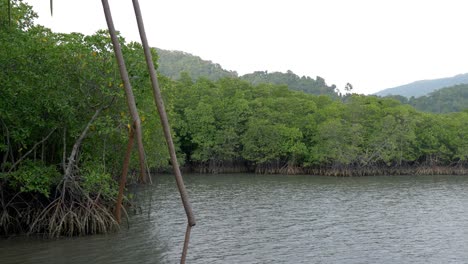 vista panorámica del pantano rodeado de bosques de manglares