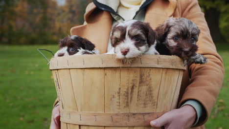 the owner keeps a wooden basket in small puppies