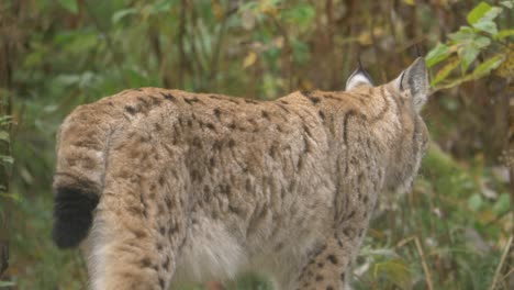 Medium-long-shot-of-Eurasian-lynx-walking-way-into-a-dense-green-cold-forest