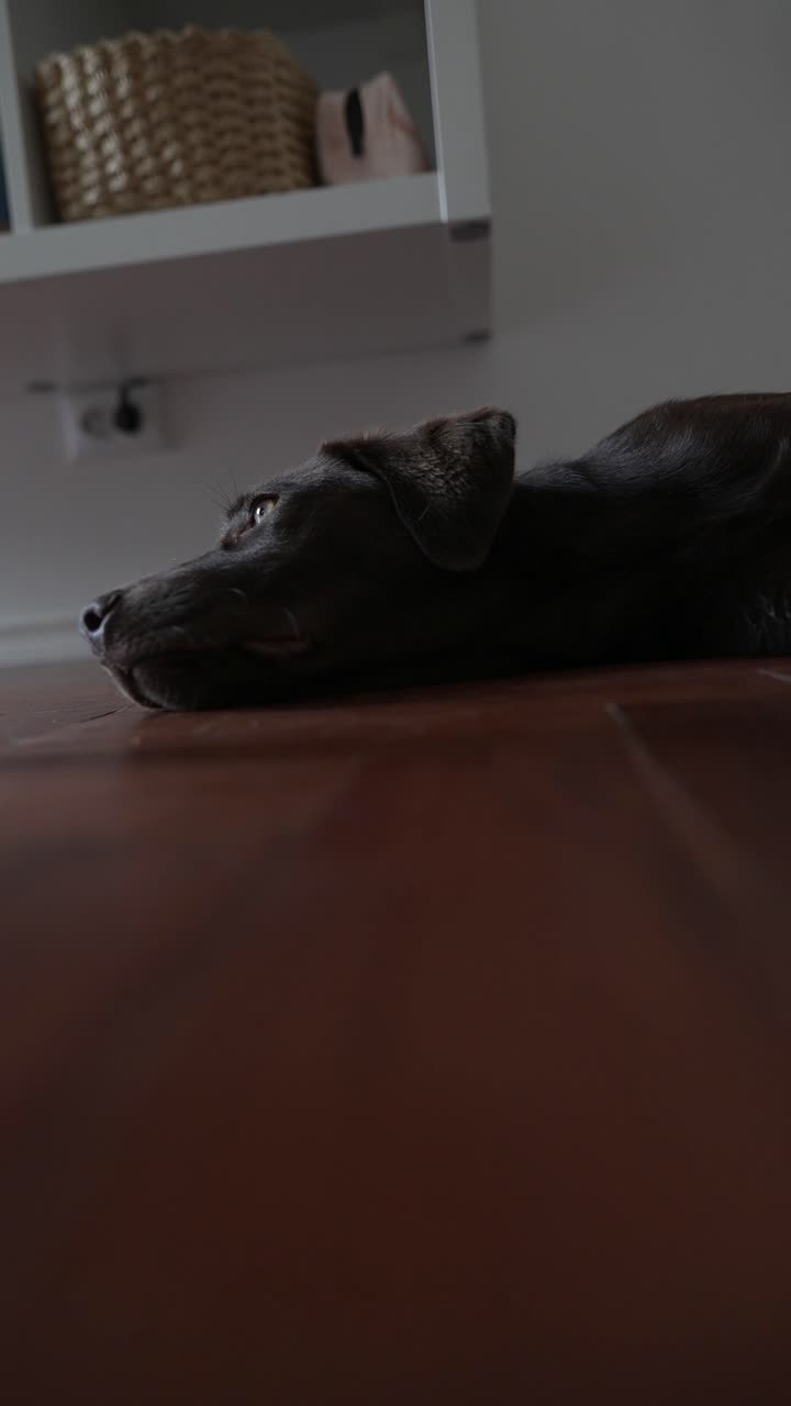Chocolate Labrador Resting on Wooden Floor