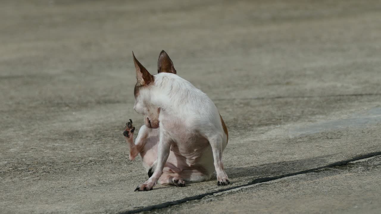 perro chihuahua tomando el sol