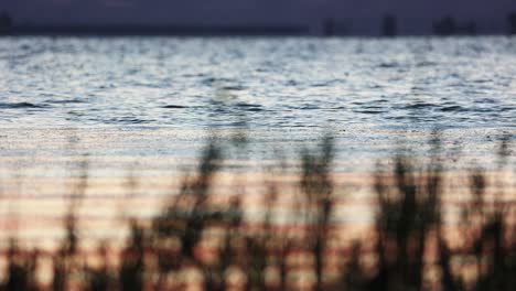 defocus grass with rippled water during dawn