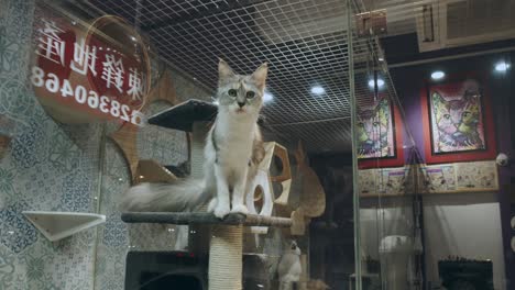 a cat in captivity is very curious about the camera shooting him