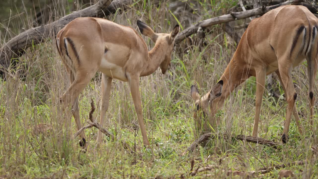 las hembras de antílope impala comen hierba verde alta y fresca en la sabana africana.