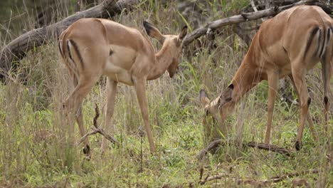 female impala antelopes eat fresh tall green grass on african savanna