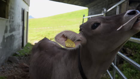 una vaca marrón en una granja está interesada en comer un hilo de paja sostenido por alguien, alpes suizos, obwalden, engelberg