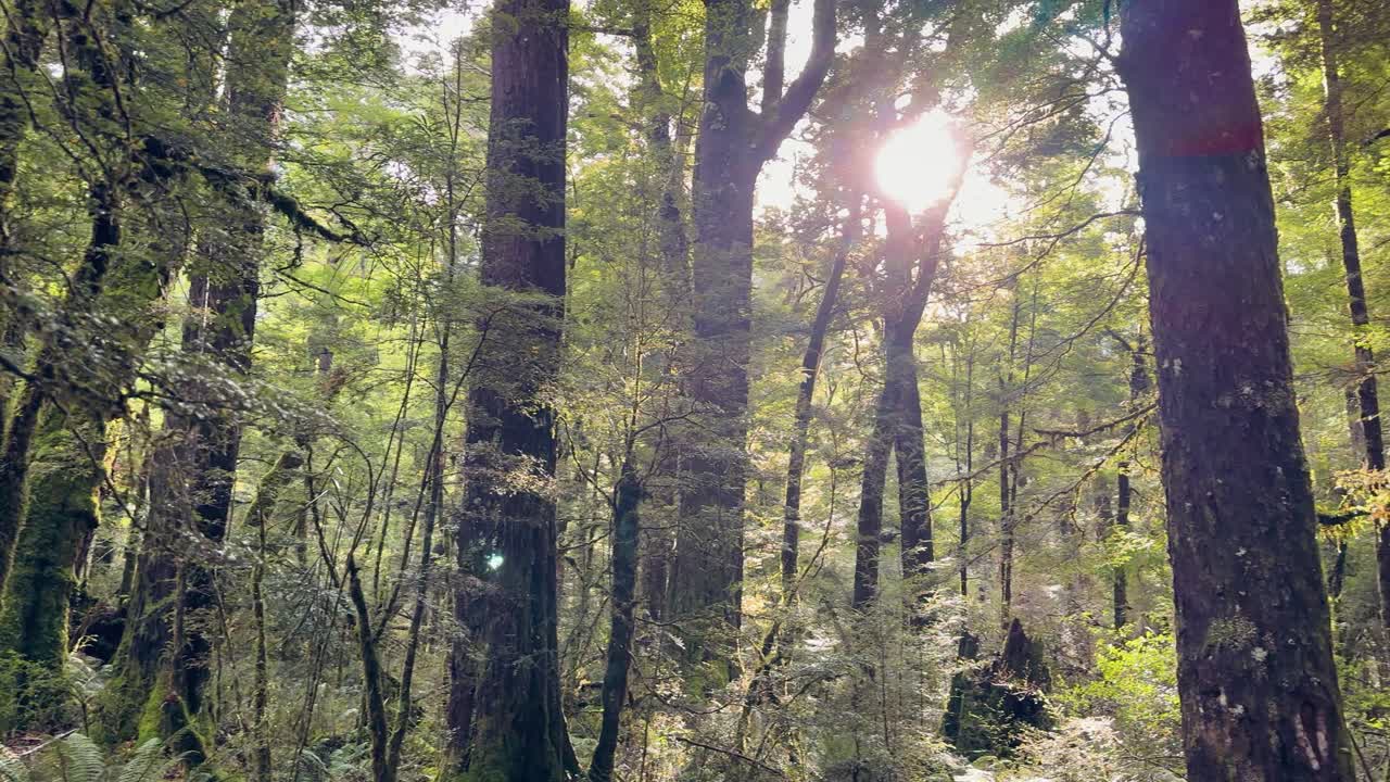 Sunlit forest path in serene wilderness setting