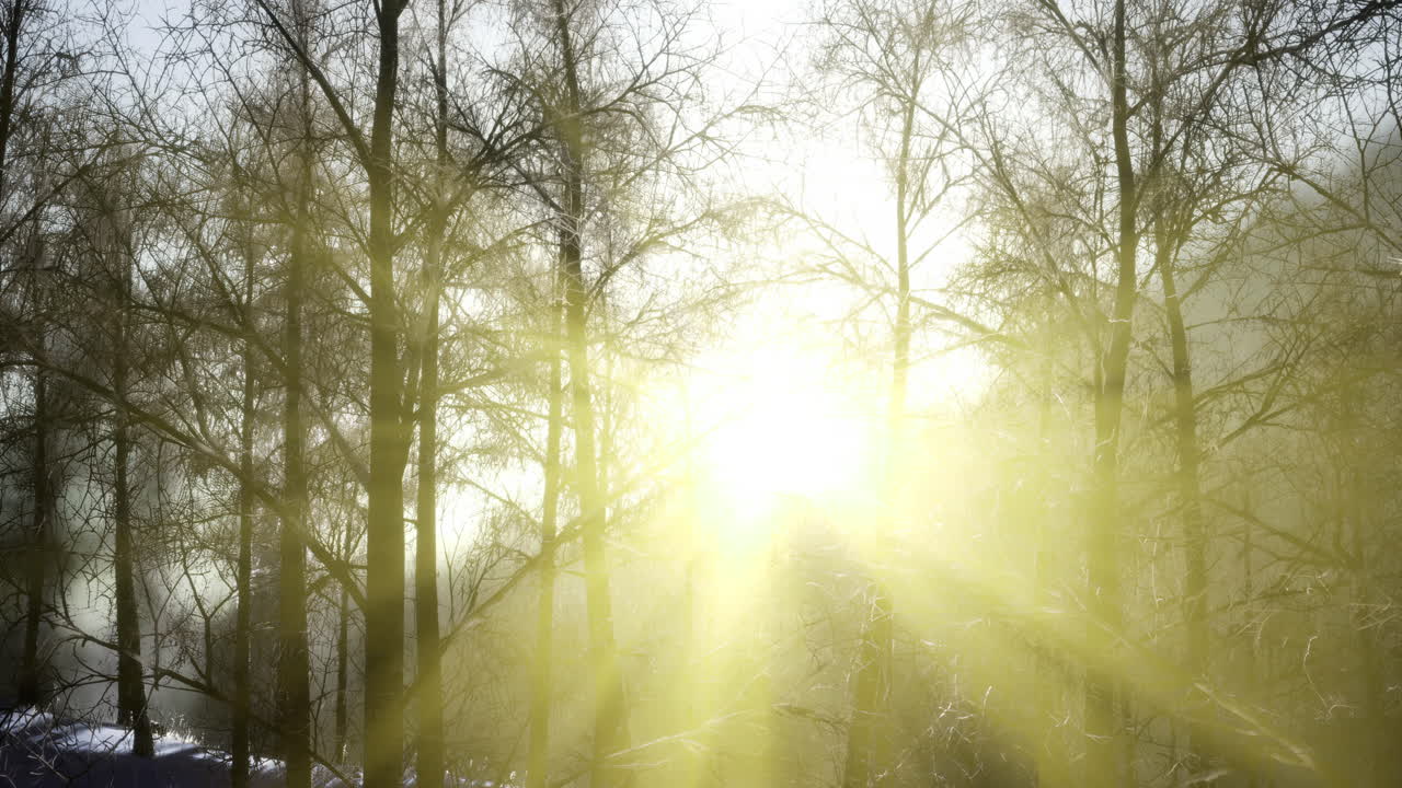 Sunlight filtering through trees in a foggy winter forest at dawn