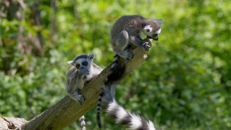 cute lemur monkeys resting on wooden branch and eating wood in forest during summer,close up