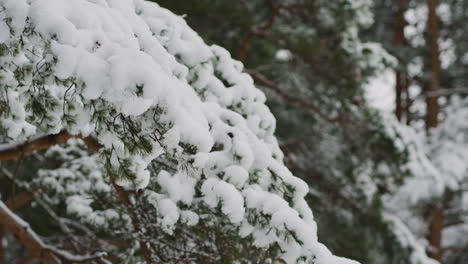 Closeup-pine-tree-with-snow