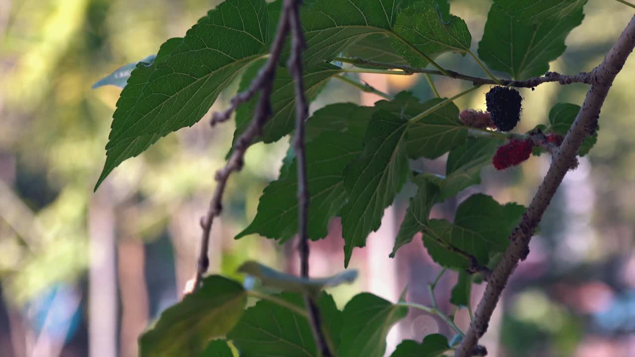 bayas colgando en las ramas de un árbol