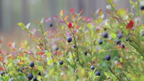 wild bilberries (vaccinium myrtillus) in the forest.